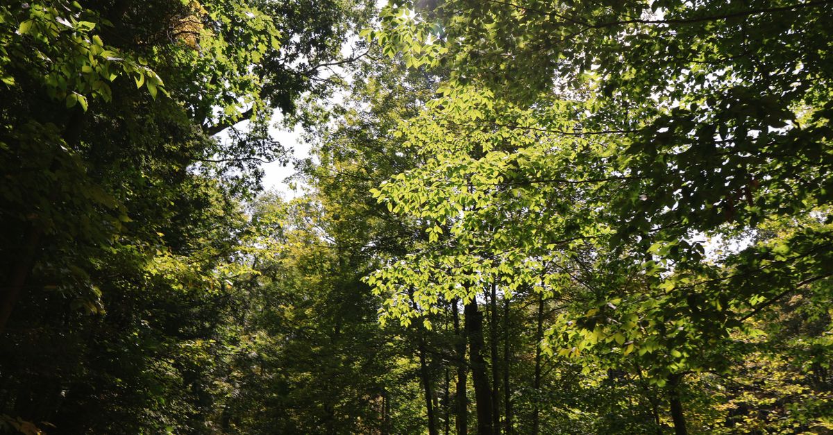 A sunlit forest in Ithaca, NY showcasing tall trees and bright greenery in fall.